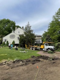 Beginning removal and transplant of cedar to make way for patio and expand event venue.