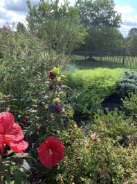 Summer blooms in the side yard (Phoenixville)