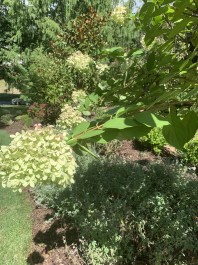 Residential Design & Landscaping